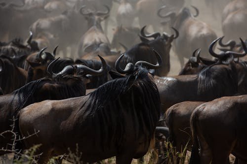 Wildebeest migration crossing plains