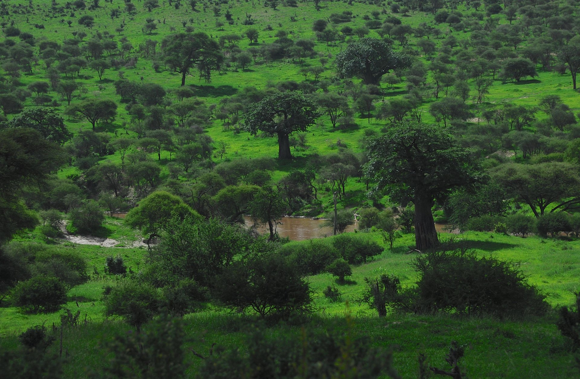 Scenic view of Ngorongoro Crater with wildlife