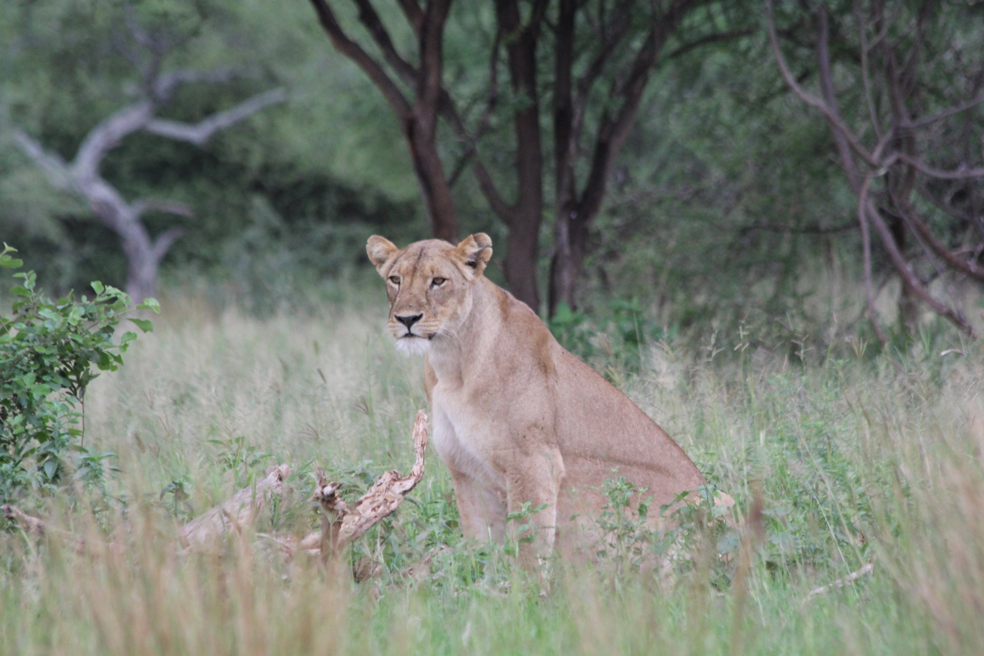 Lion resting on the Ngorongoro Crater floor