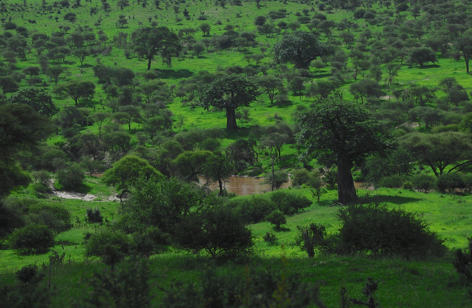 Large elephant walking across the Ngorongoro Crater floor with safari vehicle nearby