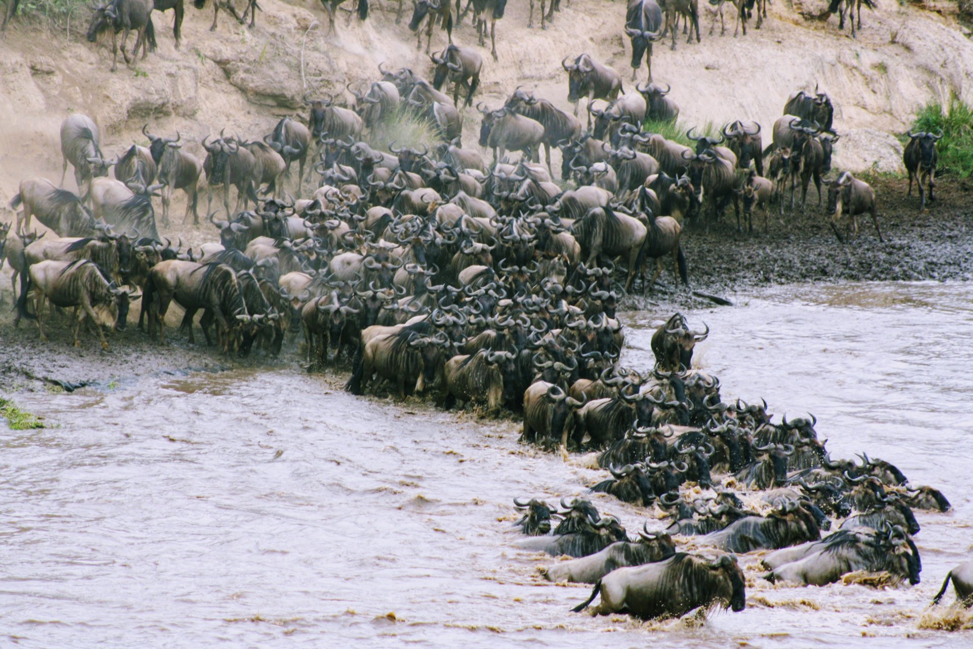 Safari vehicle crossing the endless Serengeti plains with wildlife nearby