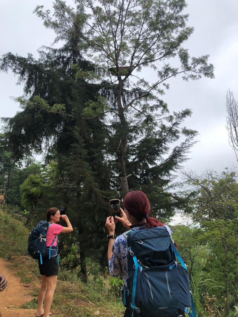 Hikers approaching Mandara Hut through green rainforest scenery on Mount Kilimanjaro