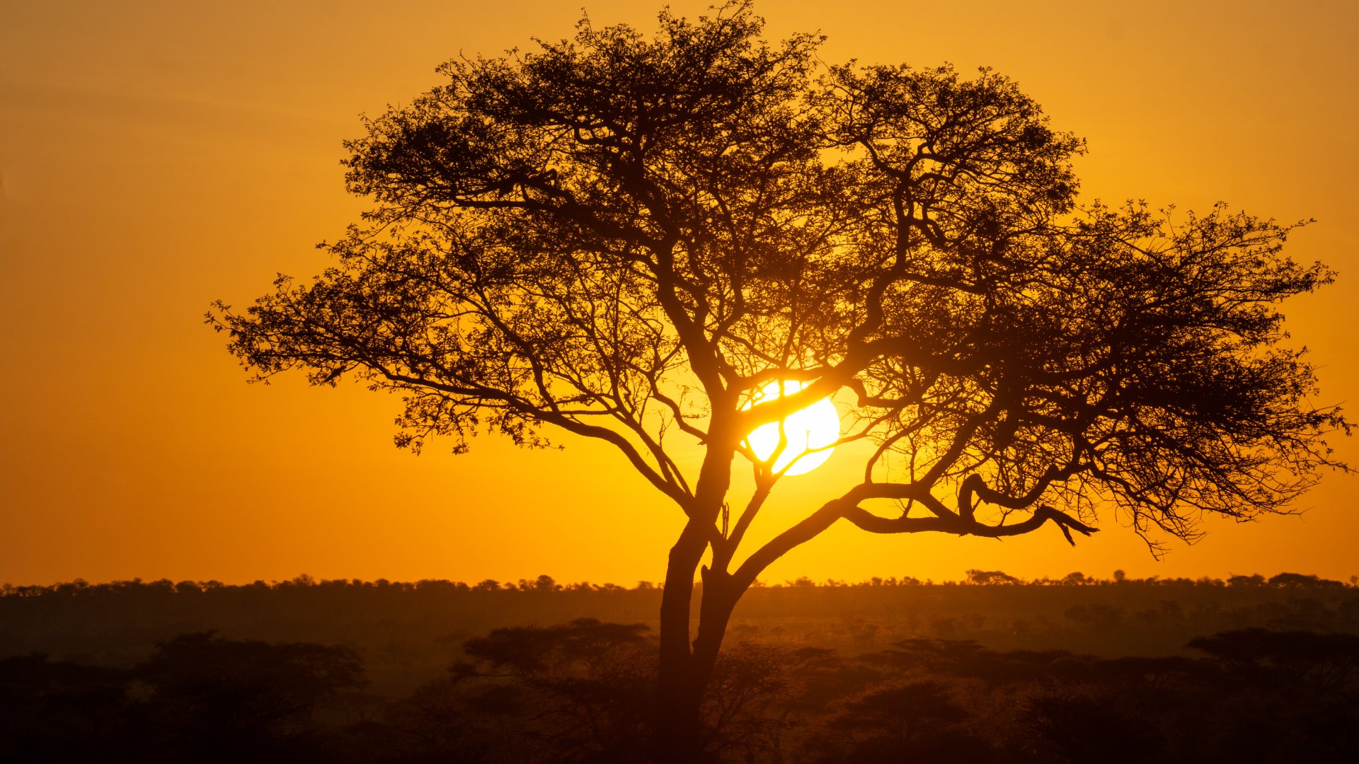 Hot air balloon over Serengeti during sunrise with wildlife below