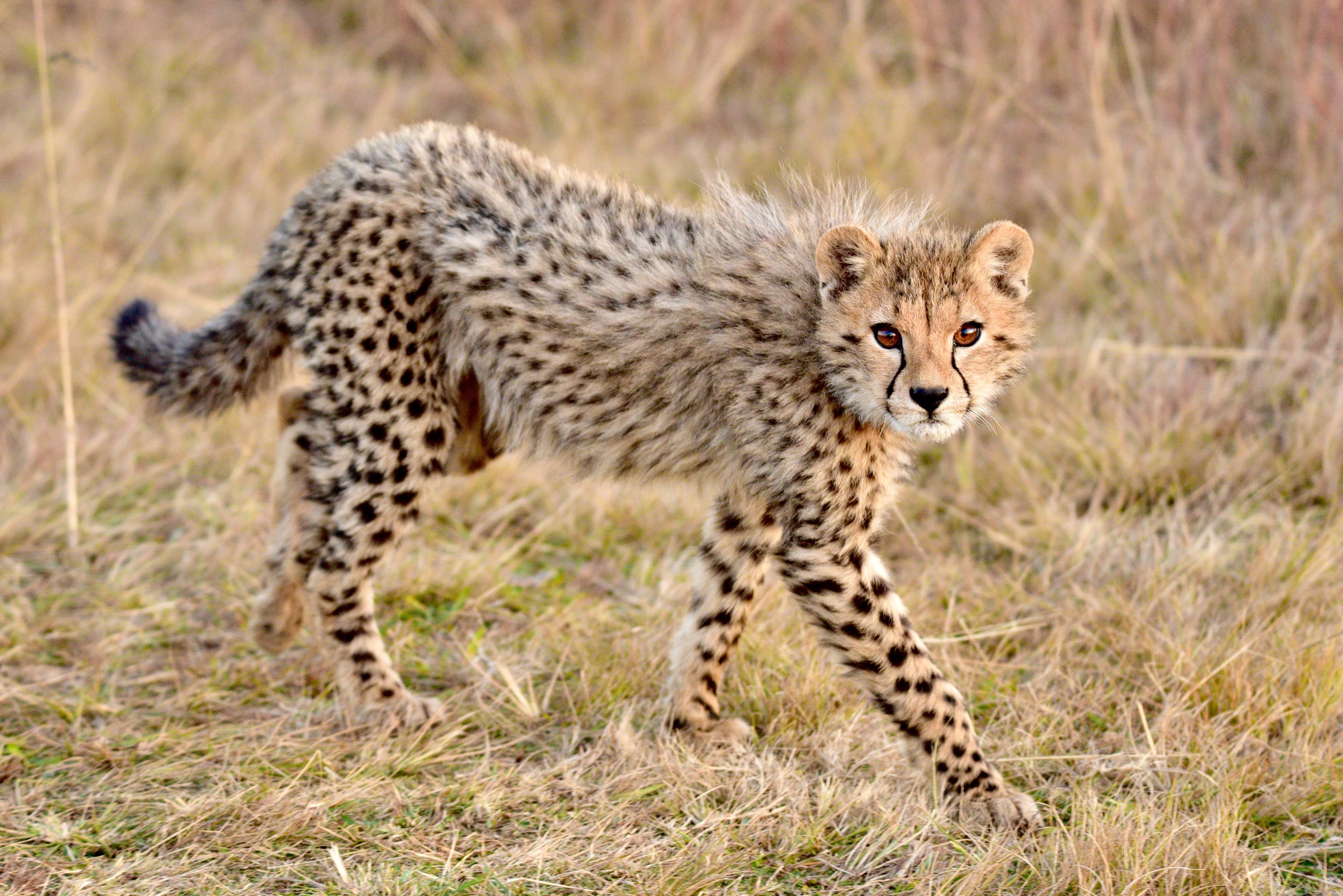 Full Day Serengeti Exploration