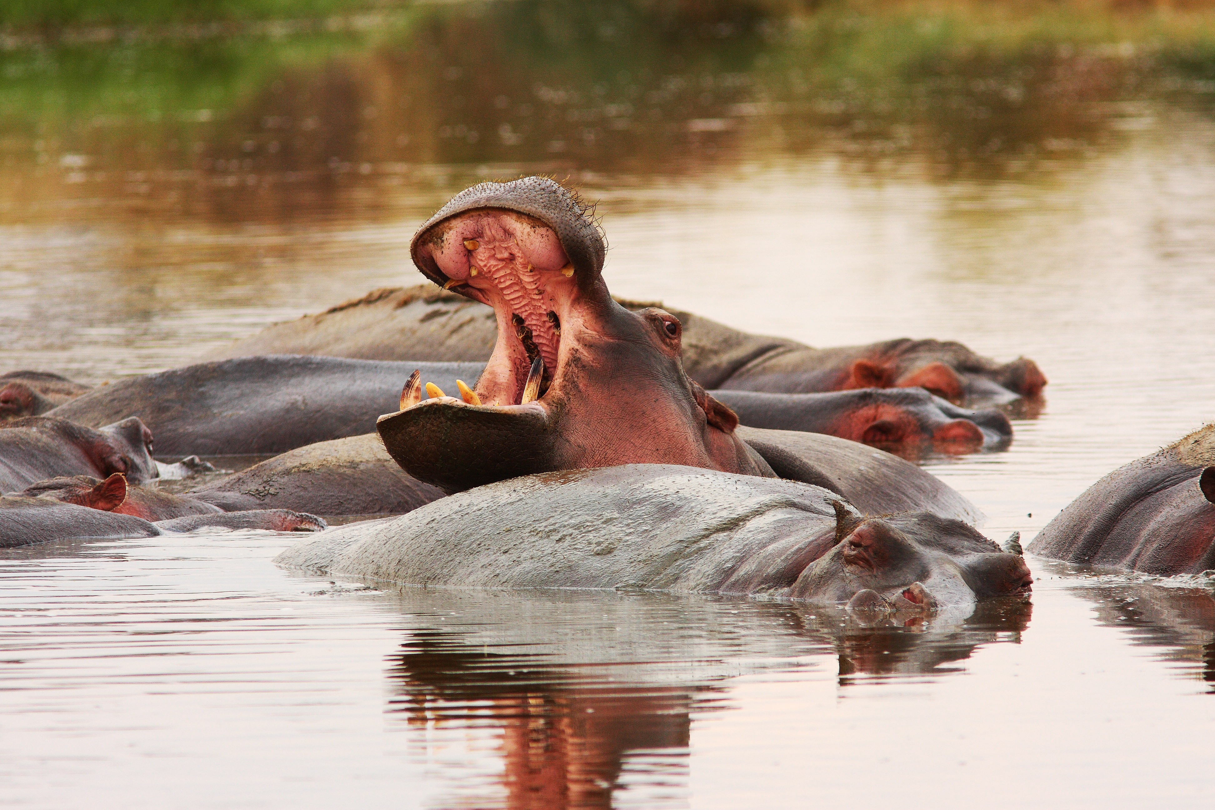 Ngorongoro Crater – Natural Wildlife Haven