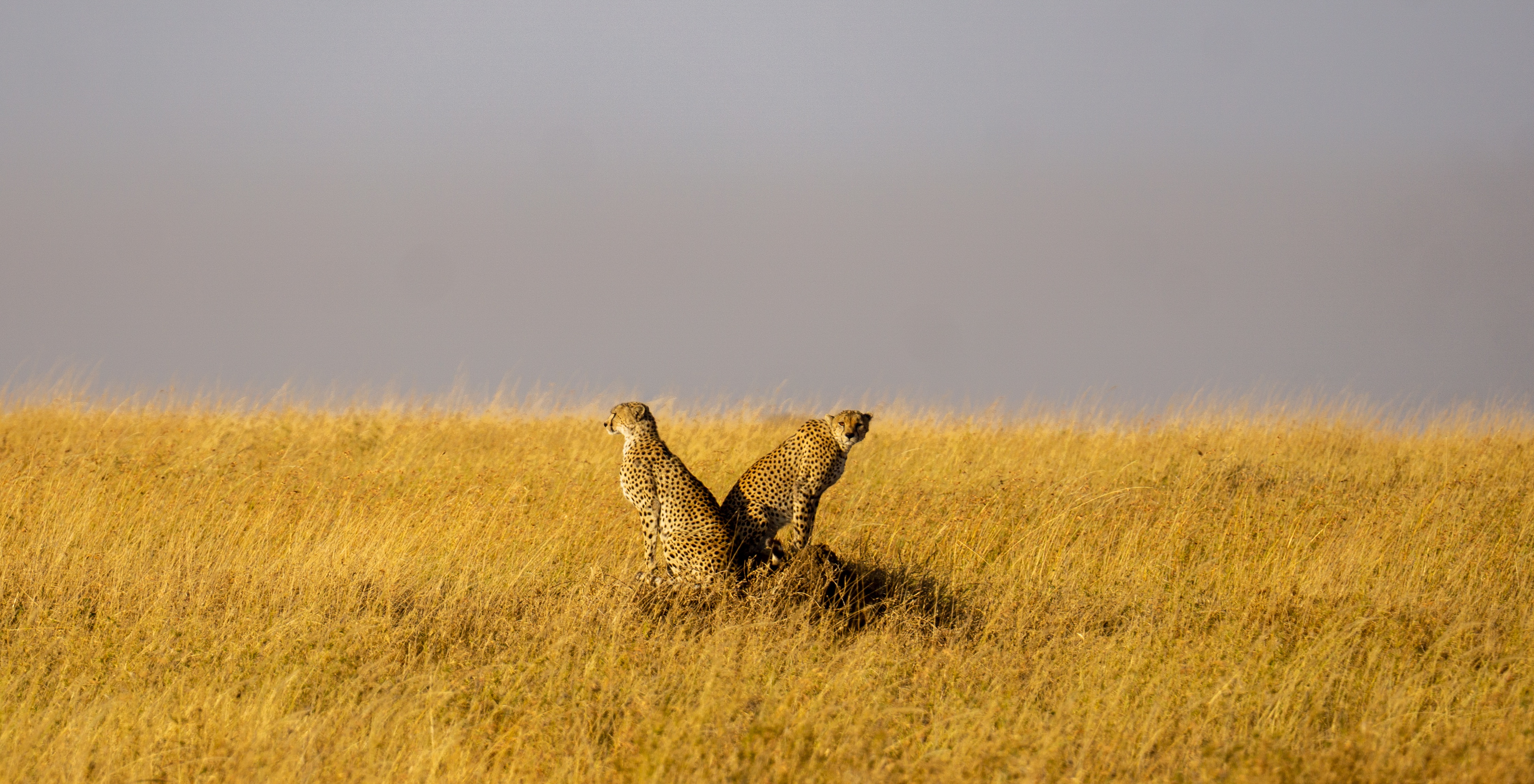 Full Day Serengeti Safari