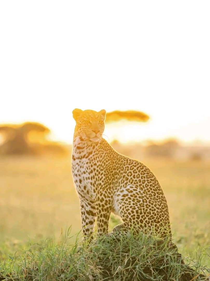 Aerial view of wildlife roaming inside Ngorongoro Crater.