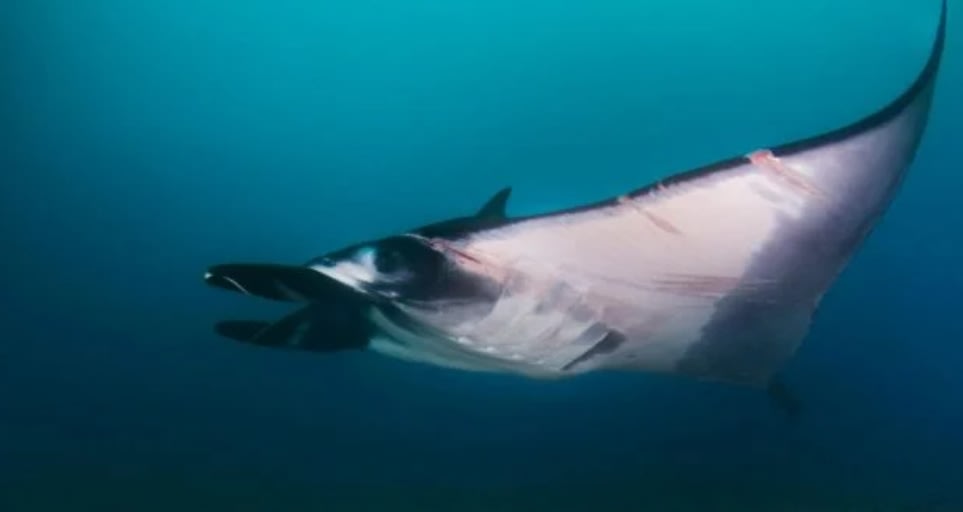 Los peces prehistóricos tenían articulaciones similares a los humanos