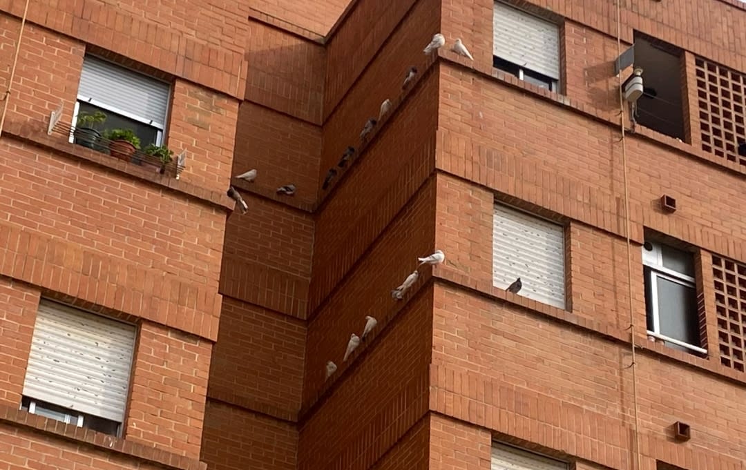 Burriana sanciona al servicio de control de palomas y saca a licitación un nuevo contrato