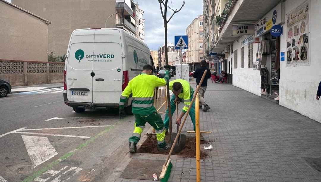 Burriana impulsa la renaturalización urbana con la plantación de 47 nuevos árboles en las Rondas Panderola y Pere IV