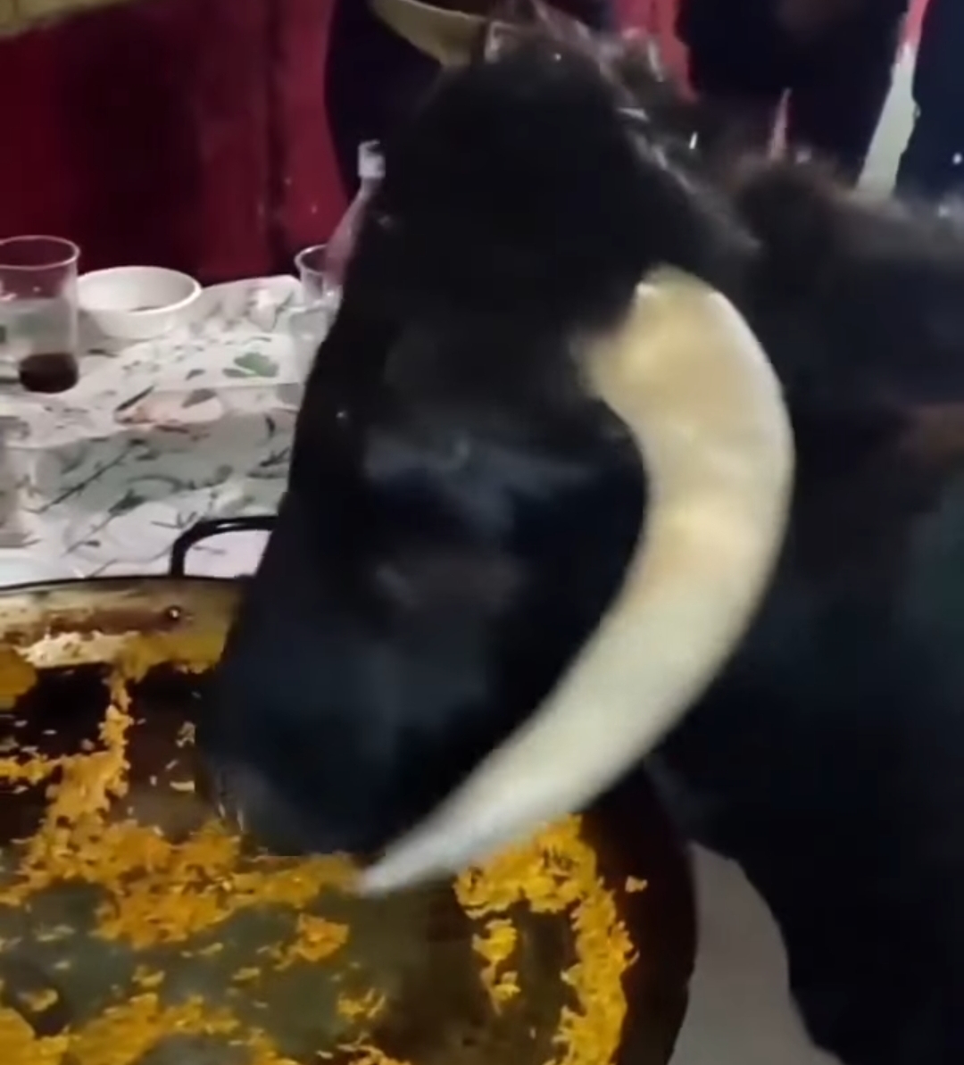 El Toro Que Comía Paella: Una Historia Inesperada en el Campo Español