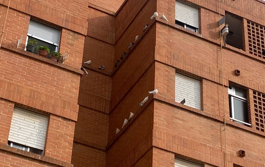 Burriana sanciona al servicio de control de palomas y saca a licitación un nuevo contrato