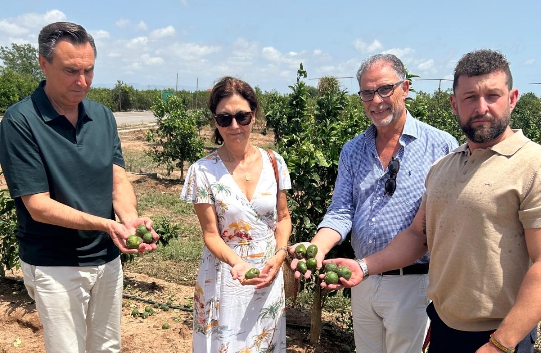 Burriana convocará al Consell Agrari tras decidir solicitar la zona catastrófica por el devastador granizo sufrido el pasado 12 de julio