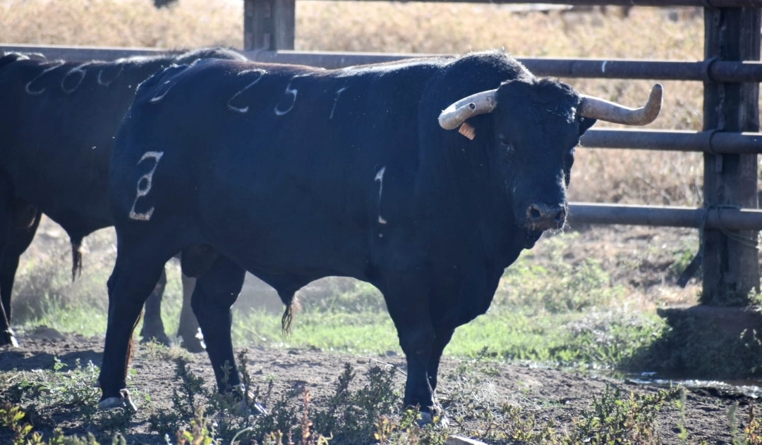 La ganadería brava Zalduendo firmará los seis toros del encierro cerril de las fiestas patronales de la Mare de Déu del Roser de Almassora
