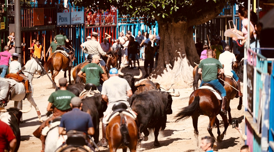 Burriana celebra su primer encierro campero durante las Fiestas de la Misericordia 2025