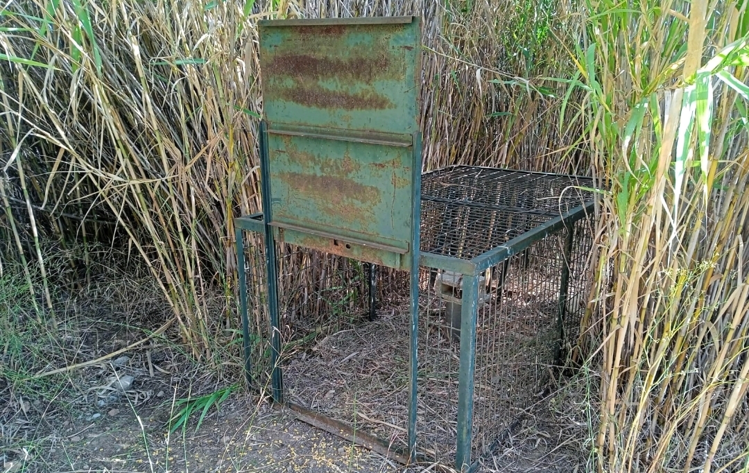 Almassora coloca tres cajas trampas para hacer frente a la sobrepoblación de jabalíes que ocasionan molestias y daños