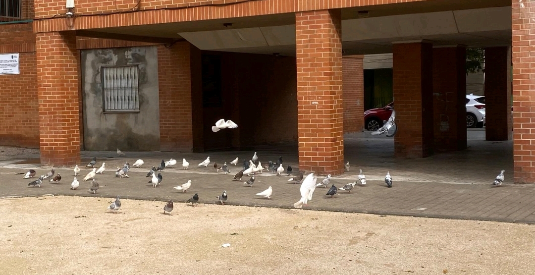 Burriana adjudica el servicio de control de plagas de palomas y refuerza la salubridad urbana