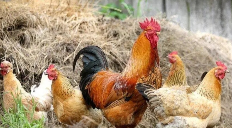 Mientras España encierra gallinas, Alemania recupera la mili: 80.000 nuevos soldados y hasta 2.000-2.600 €/mes