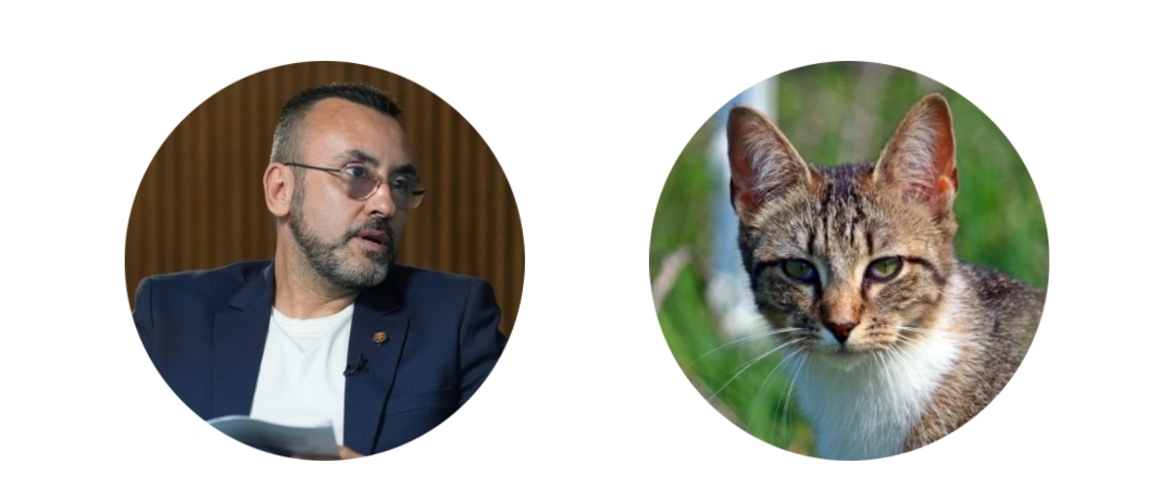 35.000 euros para gatos mientras Vila-real acumula problemas sin resolver