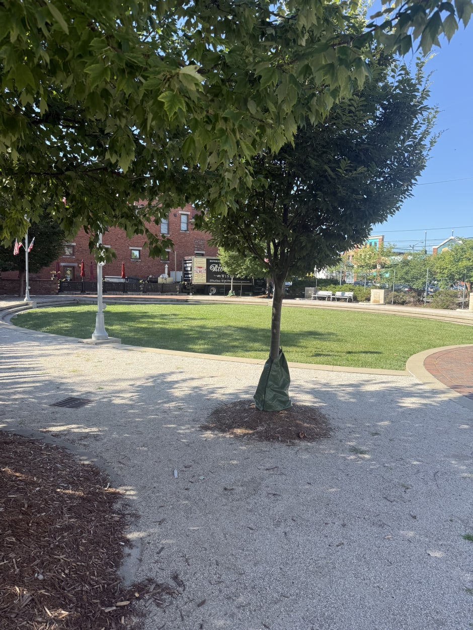 The lawn at Bicentennial Park