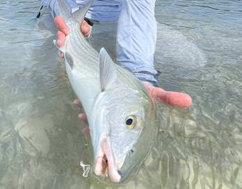 fly caught bonefish
