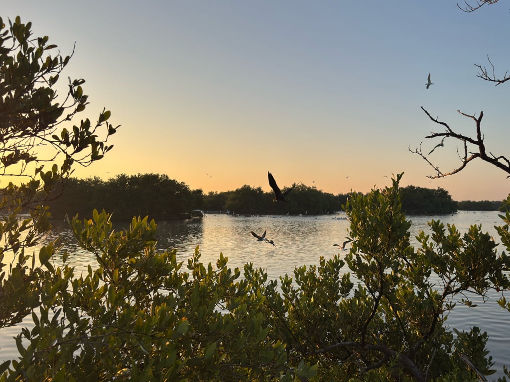 birds in las salinas