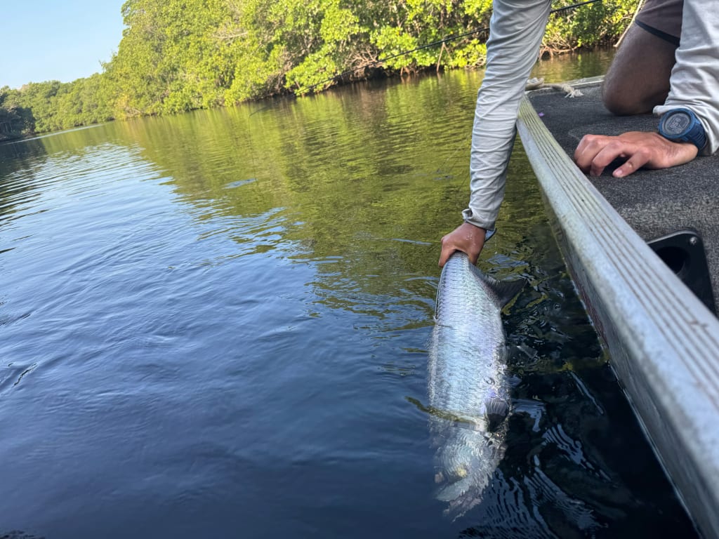 tarpon in Rio Hatiguanico
