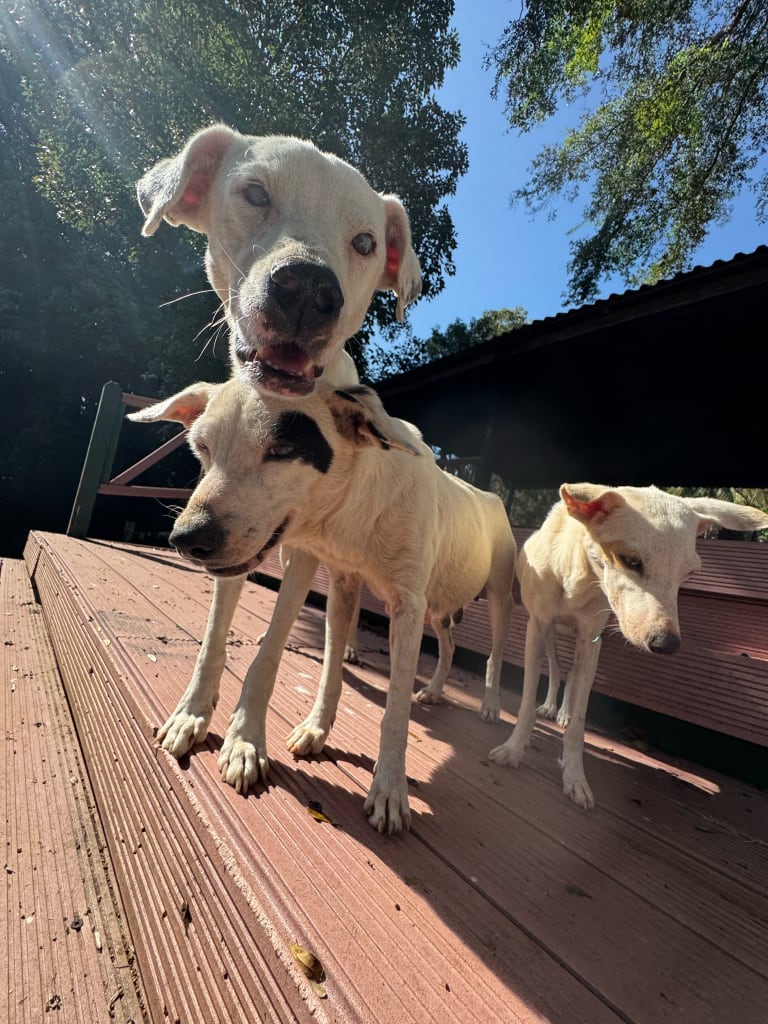 street dogs rio Hatiguanico