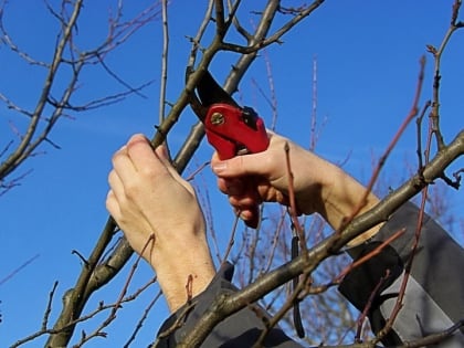 Тюменский агроном поделился эффективными методами борьбы с муравьями