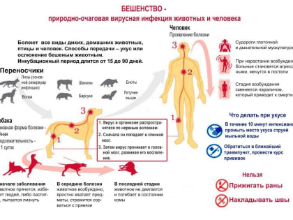 9 болезней, которыми можно заразиться от кошек и собак