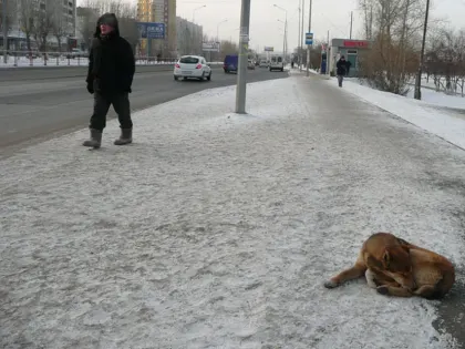 Ветврач рассказал, какими человеческими болезнями страдают домашние животные