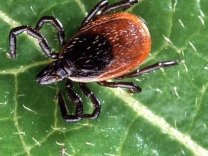 С начала эпидсезона клещевой энцефалит подтвержден у 24 тюменцев