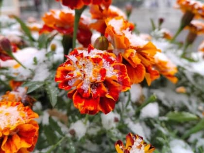 Непогода в Тюмени: мокрый снег и сильный ветер ожидаются завтра