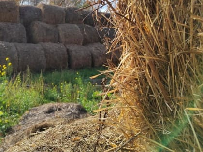 В Тюменской области агропредприятия скосили кормовые культуры на пяти тысячах гектаров