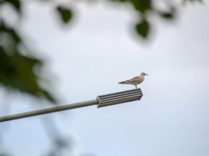 В пятницу в Тюмень вернется весеннее тепло