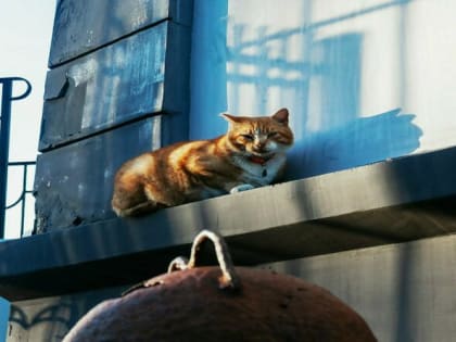 Болезни лап у кошек: предотвращение и лечение