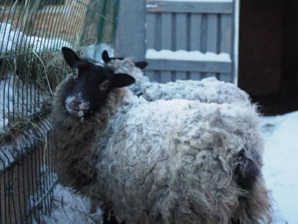 В Тюменской области аграрии застраховали 65 % всего поголовья скота и птицы