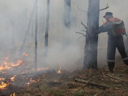В УФО в течение суток ликвидируют почти 96% действующих лесных пожаров