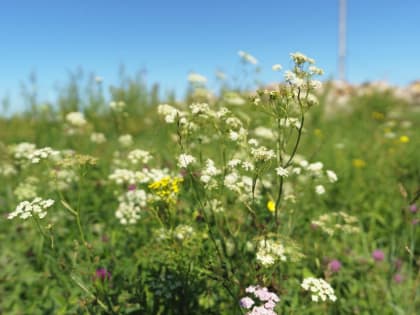 Тюменская студентка создает из тысячелистника средство для ухода за кожей головы
