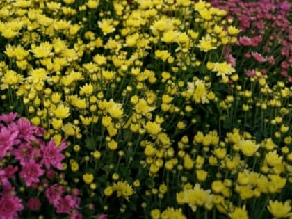 Не только бархатцы: эти цветы еще эффективнее защитят огород от вредителей и инфекций