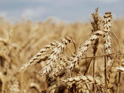 Уборочная кампания 2024 года: итоги Ишимского района