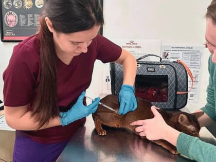 Для братьев наших меньших