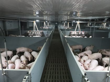 На племзаводе агрохолдинга 