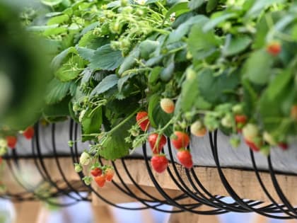 Урожай клубники собирают на ферме в Тюменском районе