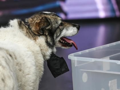 Контрафактный ветеринарный препарат обнаружили в Тюменской области