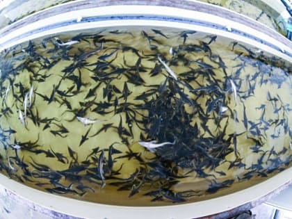 17 инвестплощадок сформировали для бизнеса в Сладковском районе