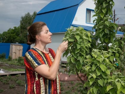 Тюменцам рассказали, как избавиться от муравьев на даче