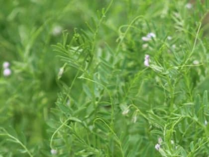 Тюменские аграрии посеяли чечевицу на 220 гектарах