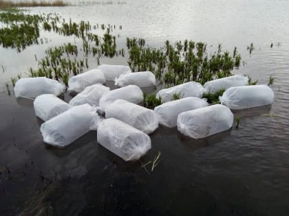 Около 92 млн штук молоди рыб выпущено в тюменские озера