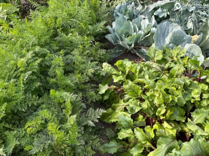 Моль опасна как для шуб, так и для капусты